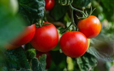Are Pesticides Residues on Foods Harming Your Health?