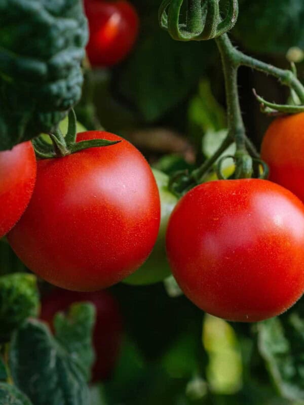 Are Pesticides Residues on Foods Harming Your Health?